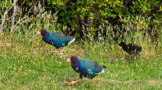 Tiritiri Matangi Island- a birder’s paradise