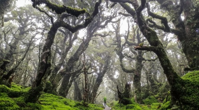 humpridge track photos